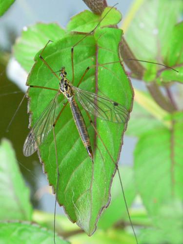 Nephrotoma cornicina