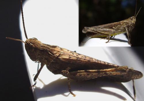 Chorthippus sp.