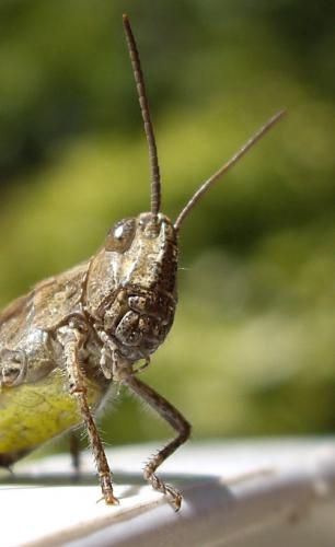 Chorthippus sp.