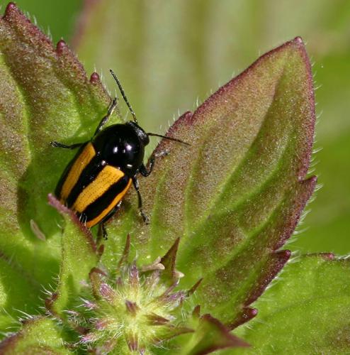 Cryptocephalus vittatus