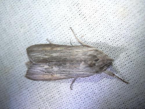 Cucullia umbratica