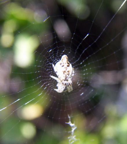 Réf. 21 041 : Cyclosa sp.
