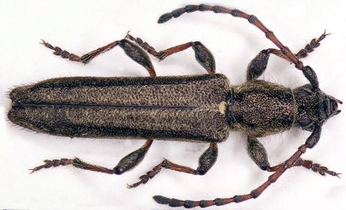 Réf. 21 561 : Deilus fugax
