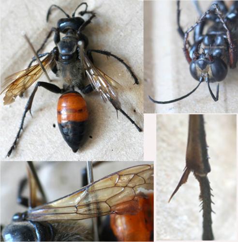 Sphex flavipennis