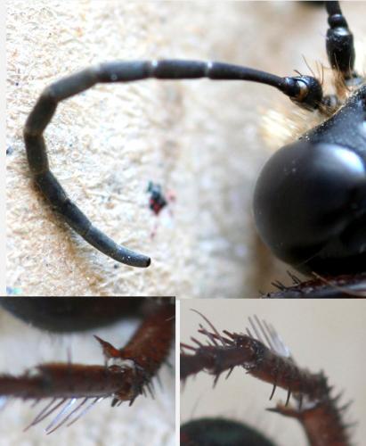 Sphex flavipennis