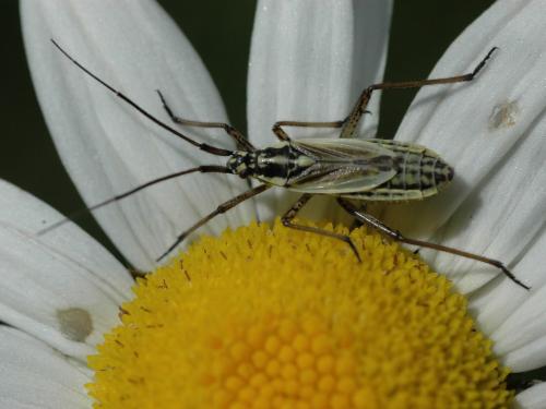 Réf. 21 143 : Leptopterna dolabrata