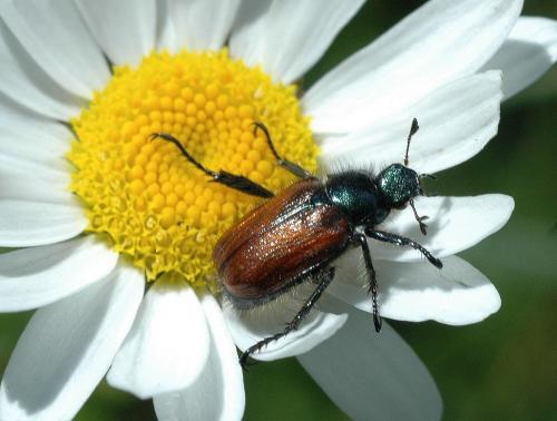 Réf. 21 515 : Phyllopertha horticola