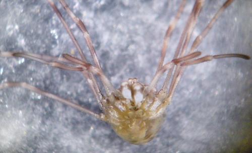 Dicranopalpus ramosus