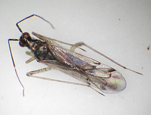 Réf. 21 555 : Dicyphus sp.
