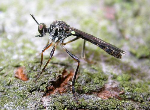 Dioctria hyalipennis