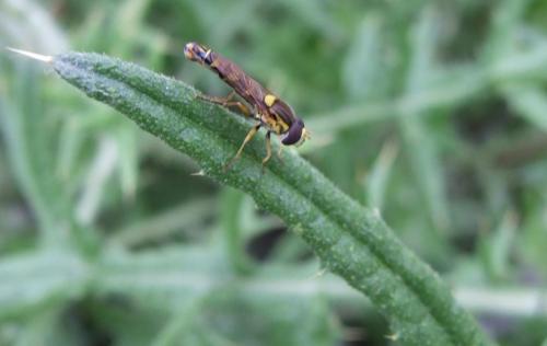 Sphaerophoria scripta