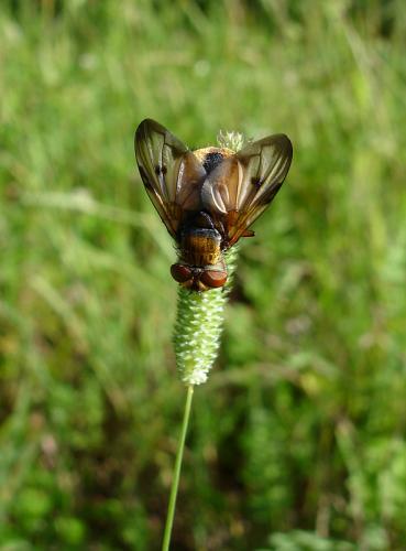 Réf. 21 407 : Ectophasia crassipennis