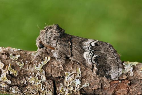 Réf. 21 335 : Drymonia querna