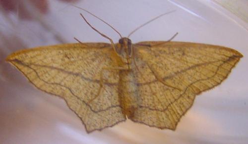 Timandra comae