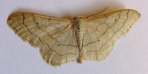 Réf. 21 502 : Idaea aversata