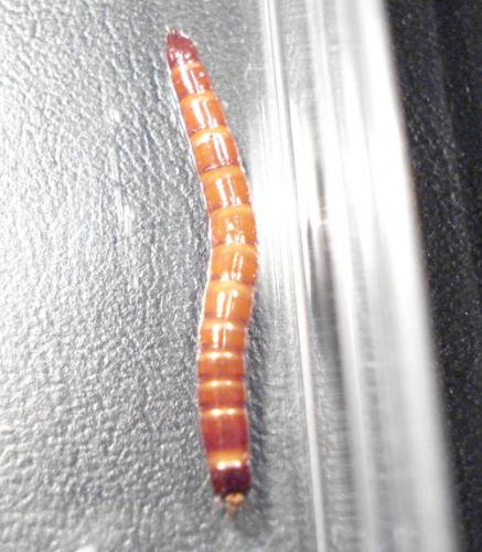 Melanotus sp.