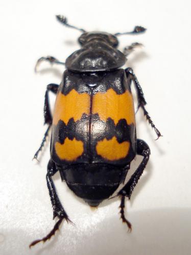 Réf. 21 329 : Nicrophorus vespilloides