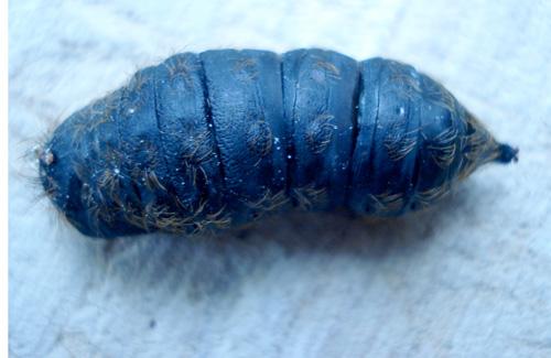 Lymantria dispar