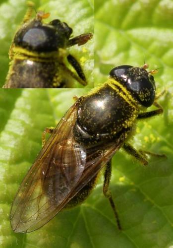 Cheilosia sp.