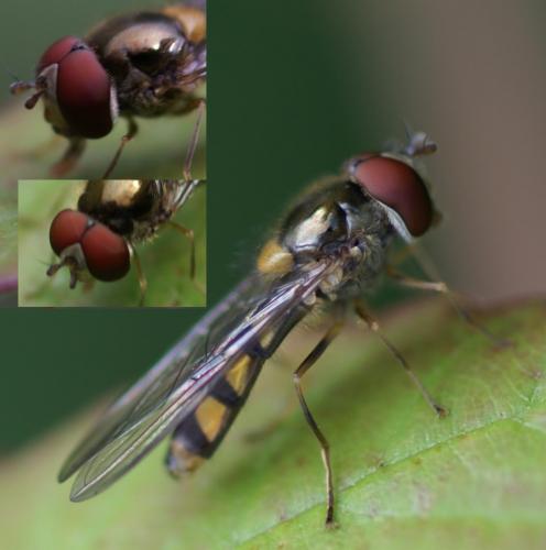 Réf. 21 103 : Meliscaeva auricollis