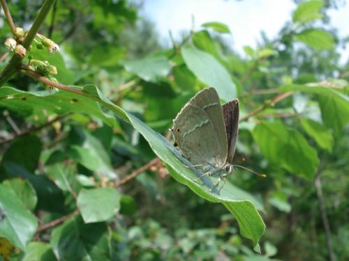 Favonius quercus