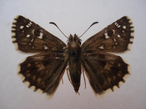 Pyrgus armoricanus