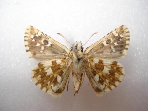 Pyrgus armoricanus