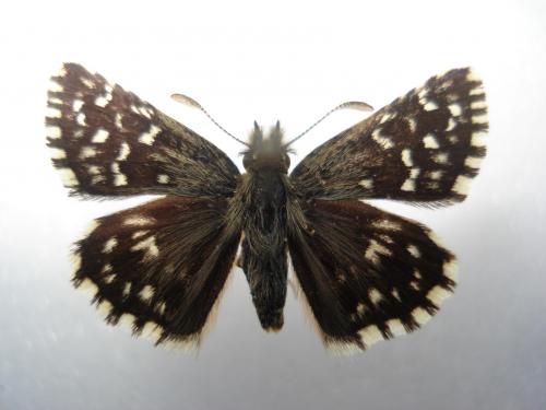 Pyrgus malvae