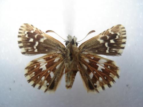 Pyrgus malvae