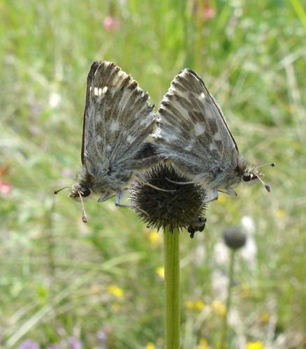 Carcharodus floccifera