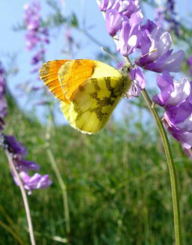 photo de papillon