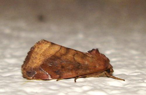 Cosmia sp.