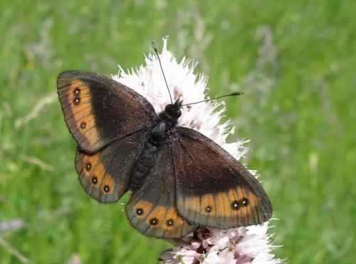 Erebia meolans