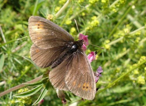 photo de papillon