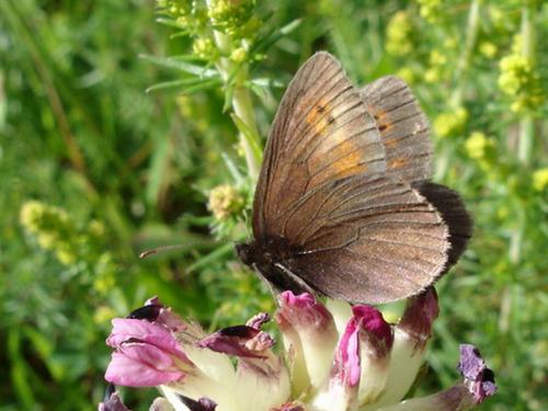 Erebia epiphron