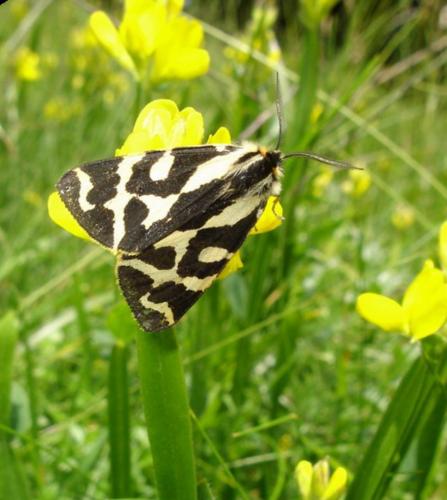 Réf. 21 182 : Parasemia plantaginis