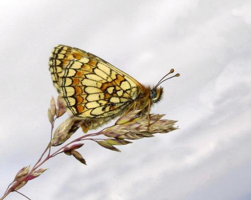 Melitaea parthenoides
