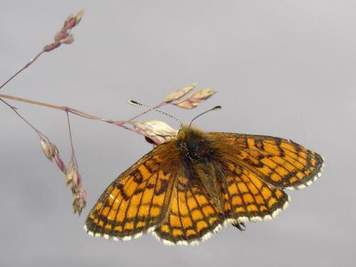 Melitaea parthenoides