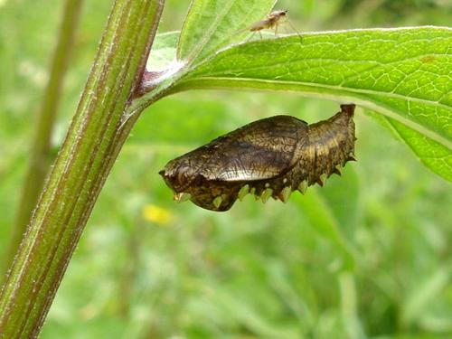Brenthis sp.