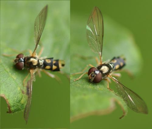 Melanostoma scalare