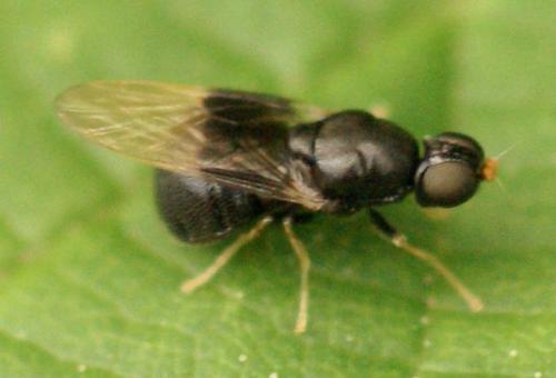Pachygaster atra