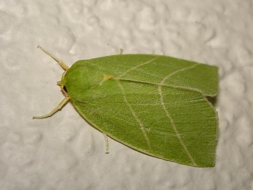 Bena bicolorana