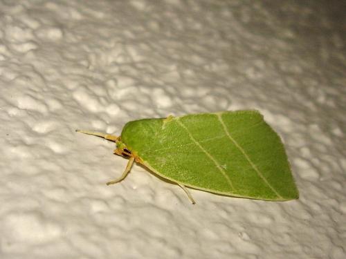 Bena bicolorana