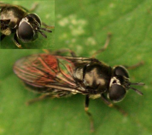 Pipizella sp.