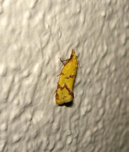 Réf. 21 762 : Agapeta hamana