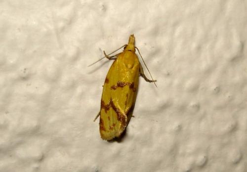 Réf. 21 763 : Agapeta hamana