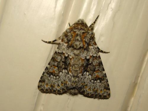 Hecatera dysodea