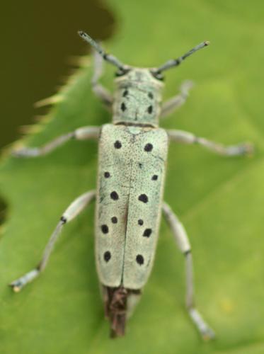 Saperda punctata