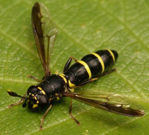 Réf. 21 245 : Ceriana conopsoides
