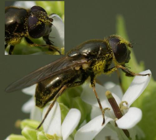 Cheilosia sp.
